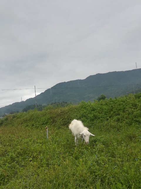 f:id:Bluish-Gray:20180908090239j:image f:id:Bluish-Gray:20180908090239j:image