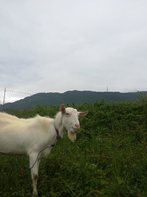 f:id:Bluish-Gray:20180908090255j:image f:id:Bluish-Gray:20180908090255j:image