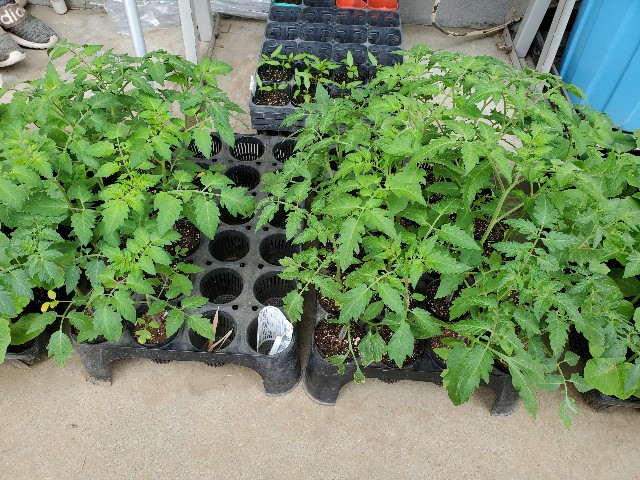 f:id:Bluish-Gray:20240604075528j:image