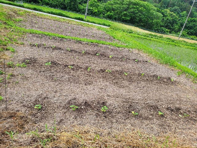 f:id:Bluish-Gray:20240617082343j:image