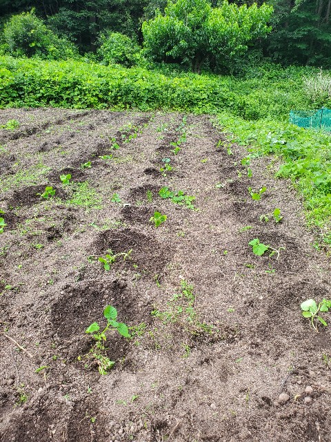 f:id:Bluish-Gray:20240718085922j:image