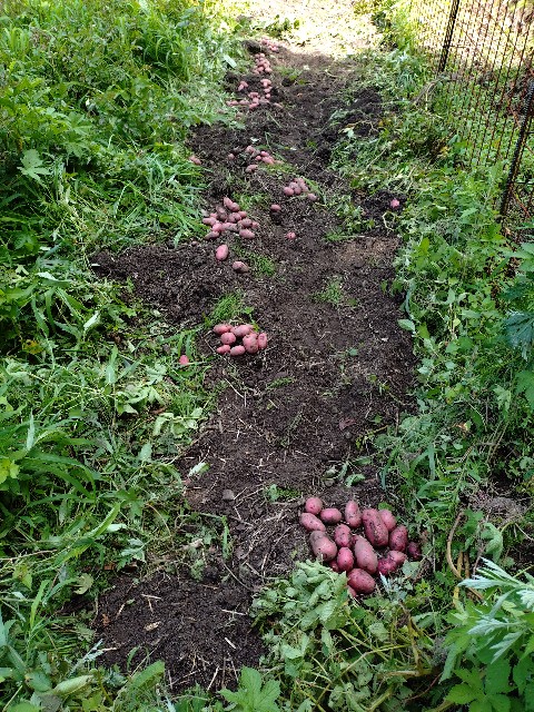 f:id:Bluish-Gray:20250720114727j:image