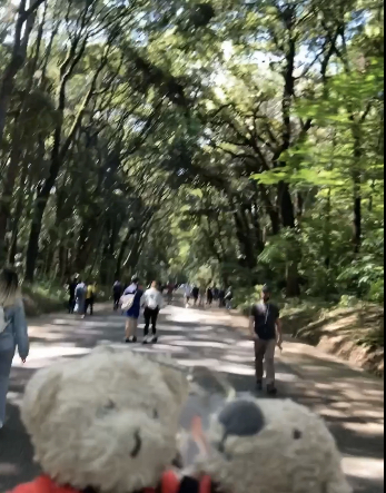 徒歩で山手線一周、代々木〜原宿間。明治神宮の森