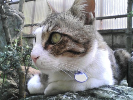 f:id:Boaz:20110509035925j:image:w360