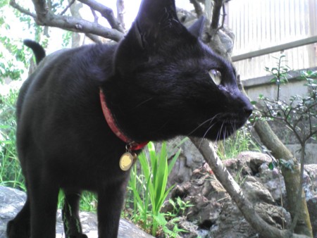 f:id:Boaz:20110509035926j:image:w360