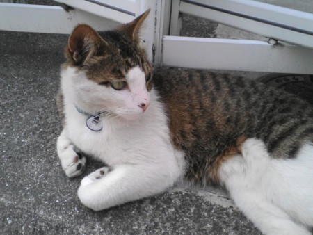 f:id:Boaz:20110509035928j:image:w360