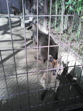 f:id:Boaz:20120505042401j:image