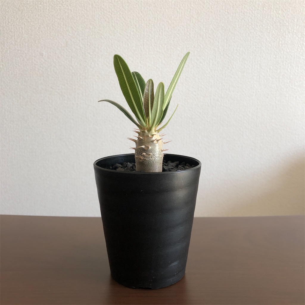 f:id:Bob_PLANTS:20210802214628j:image f:id:Bob_PLANTS:20210802214628j:image