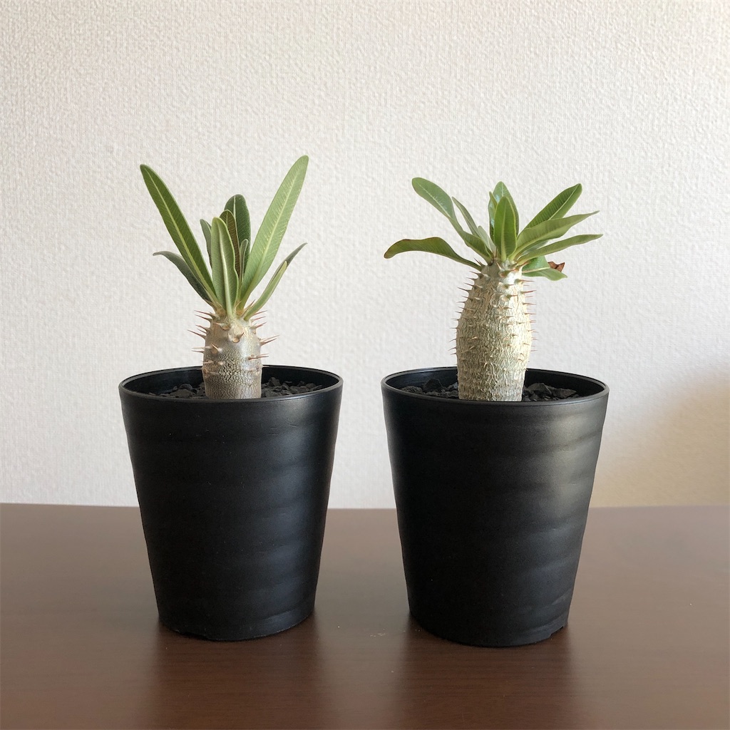 f:id:Bob_PLANTS:20210802214631j:image f:id:Bob_PLANTS:20210802214631j:image