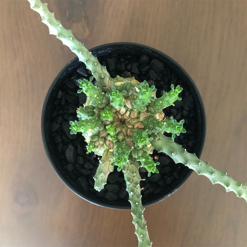 タコモノユーフォルビアの記録 - Bob PLANTS | 植物の記録