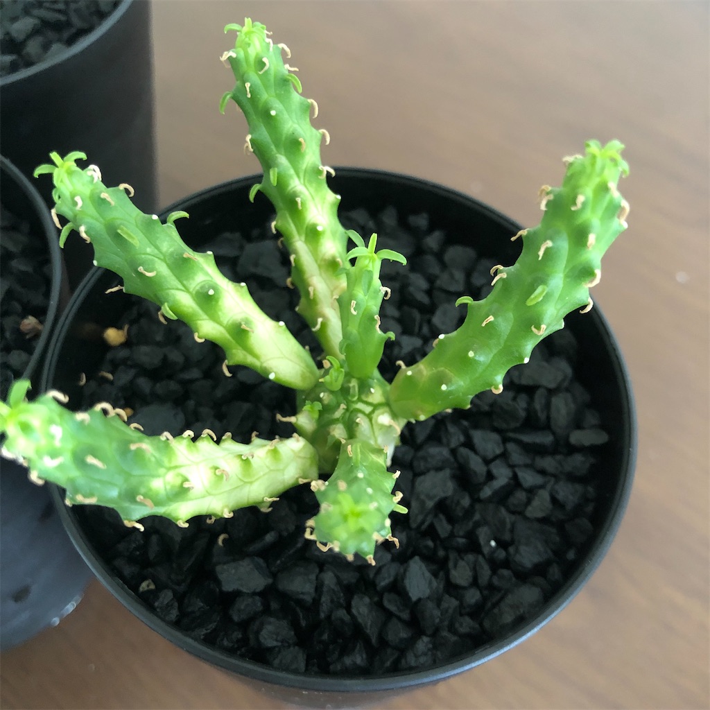 タコモノユーフォルビアの記録 - Bob PLANTS | 植物の記録