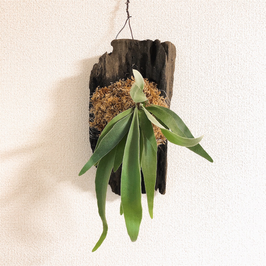 引取限定‼️　ビカクシダ　3種類 ビカクシダの記録 - Bob PLANTS | 植物の記録