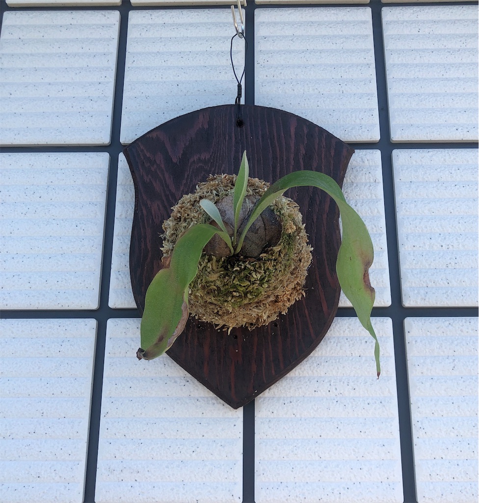ビカクシダの記録 - Bob PLANTS | 植物の記録