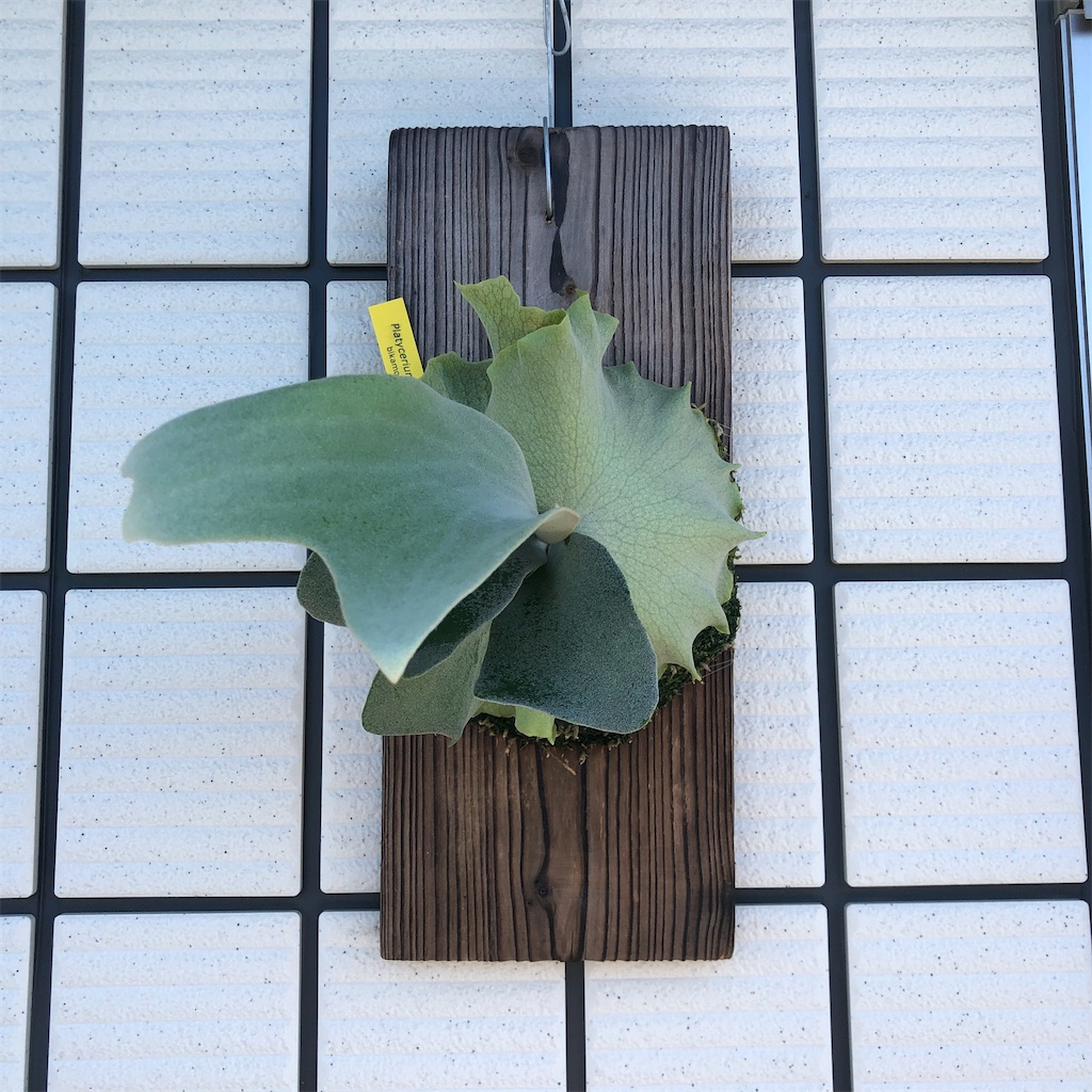 あんちゃん　ビカクシダ ビカクシダの記録 - Bob PLANTS | 植物の記録