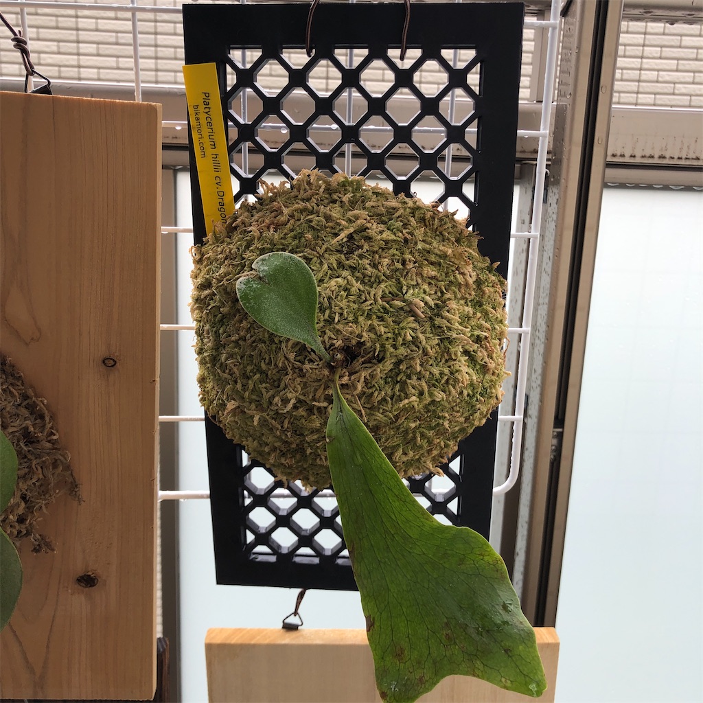 ビカクシダの記録 - Bob PLANTS | 植物の記録