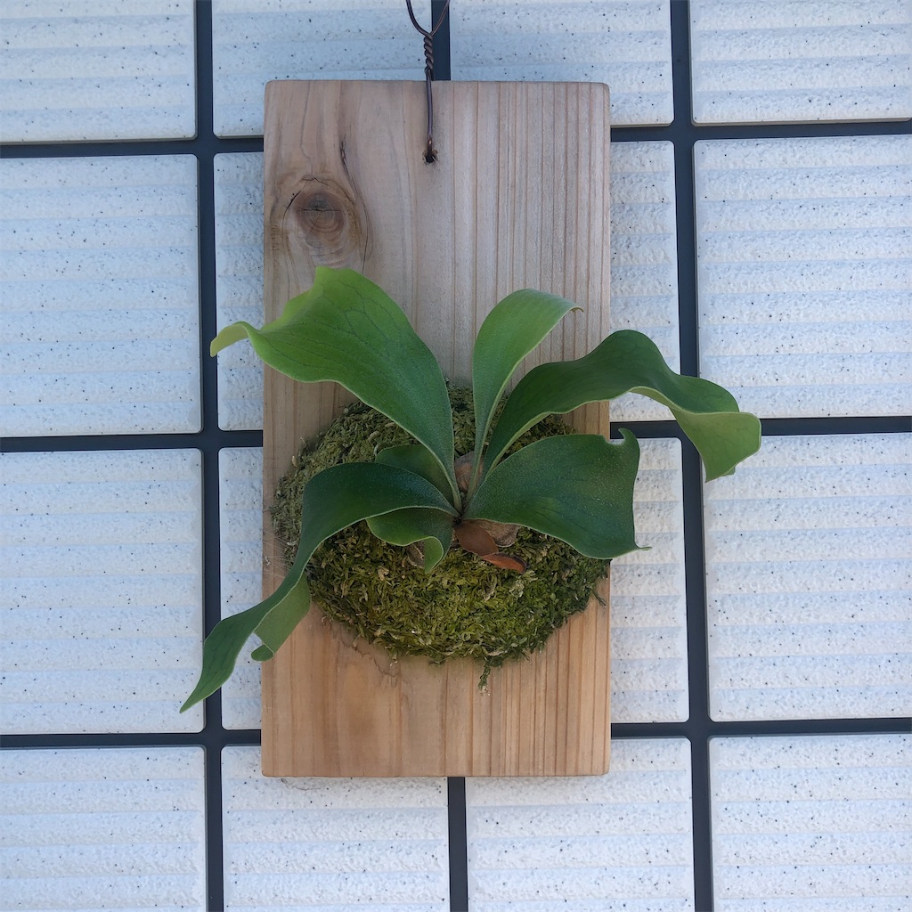 は*ん様 ビカクシダ　3種 観葉植物】 ビカクシダ（コウモリラン）の育て方｜板づけや