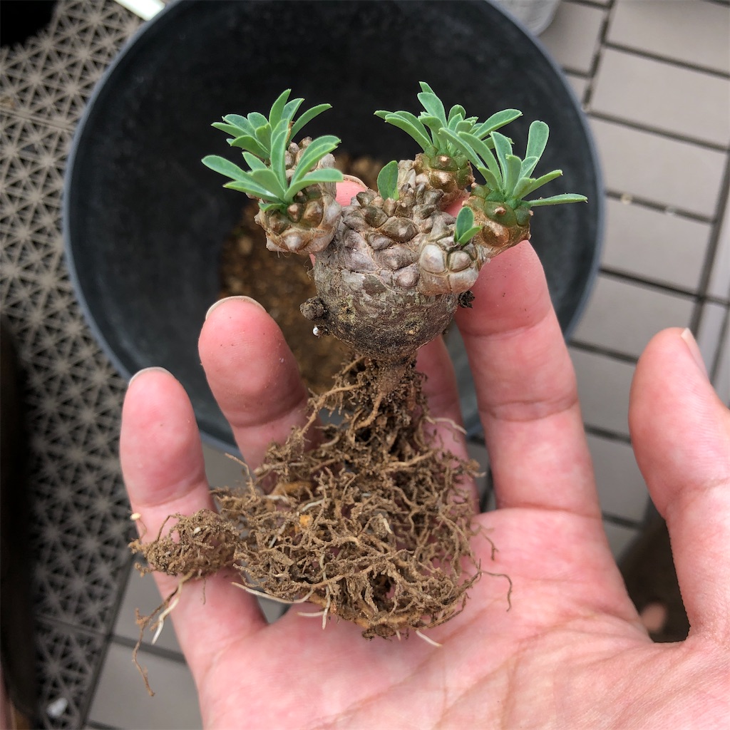 f:id:Bob_PLANTS:20211016111402j:image f:id:Bob_PLANTS:20211016111402j:image