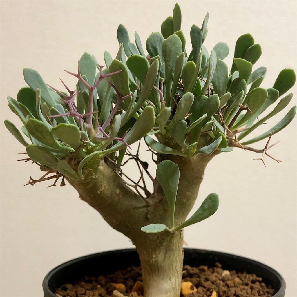 f:id:Bob_PLANTS:20220213163359j:image