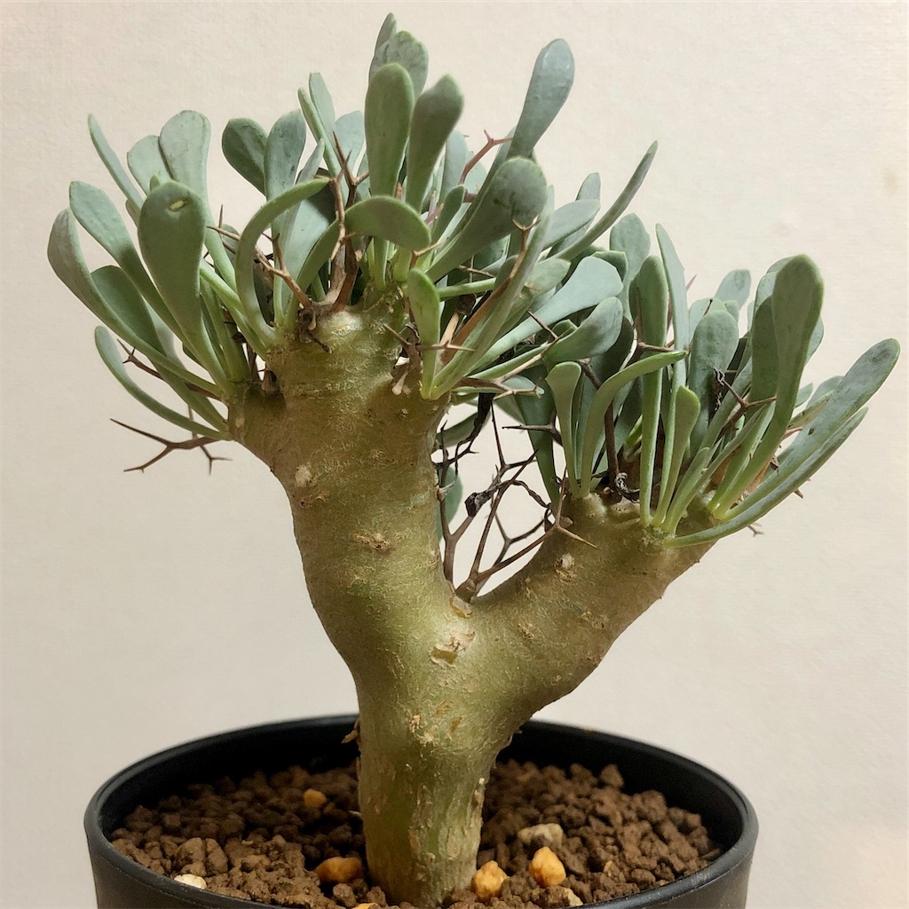 f:id:Bob_PLANTS:20220213163707j:image