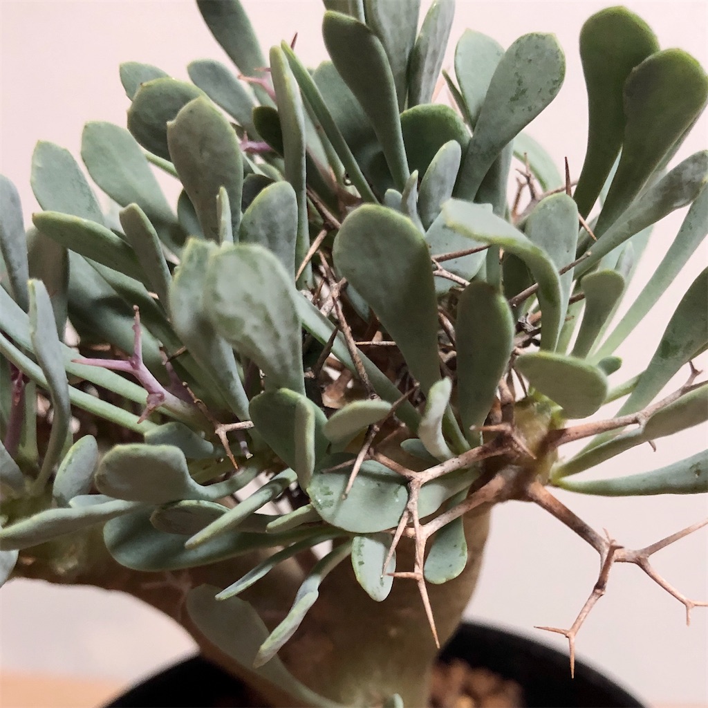 f:id:Bob_PLANTS:20220213165535j:image