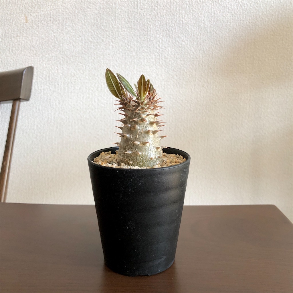 f:id:Bob_PLANTS:20220505115238j:image