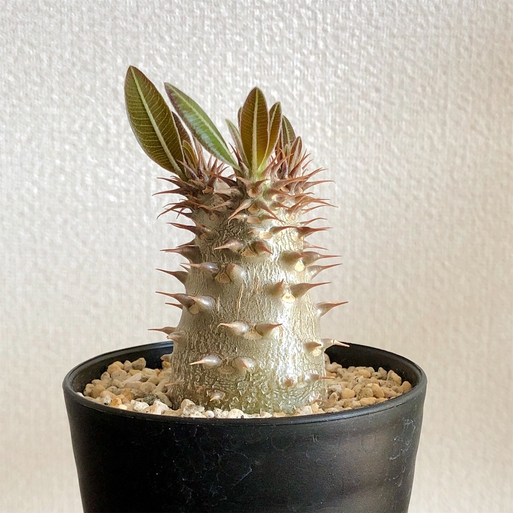 f:id:Bob_PLANTS:20220505120732j:image