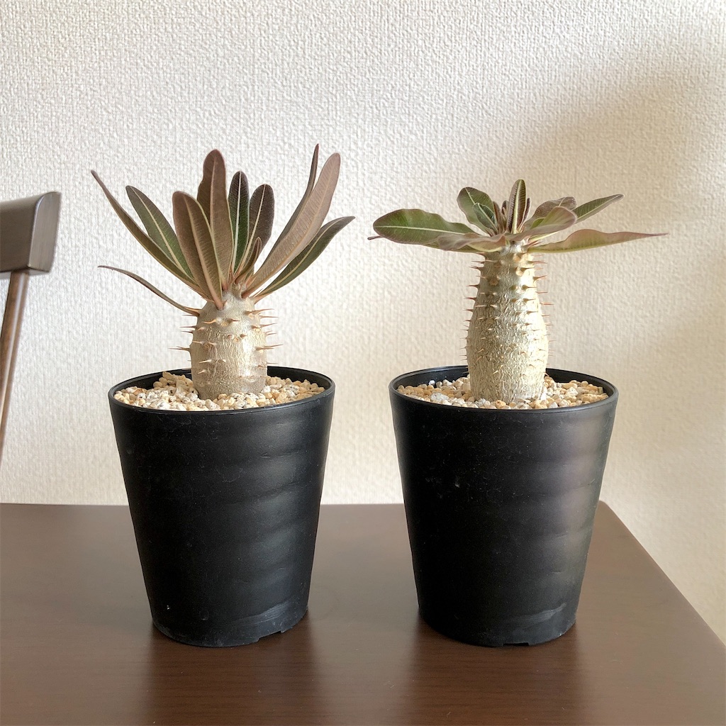 f:id:Bob_PLANTS:20220505121233j:image