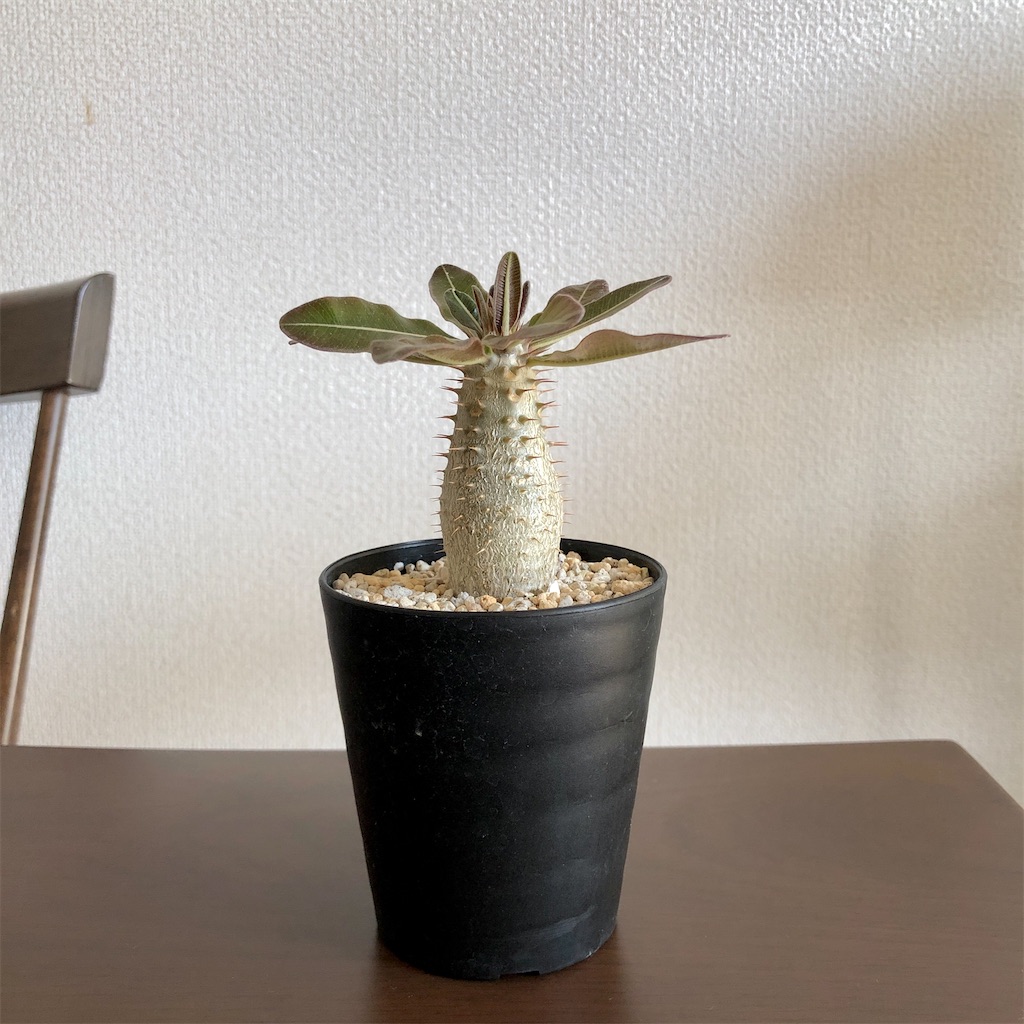 f:id:Bob_PLANTS:20220505121238j:image