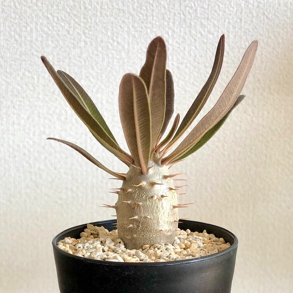 2022年春】カクチペス実生の記録 - Bob PLANTS | 植物の記録