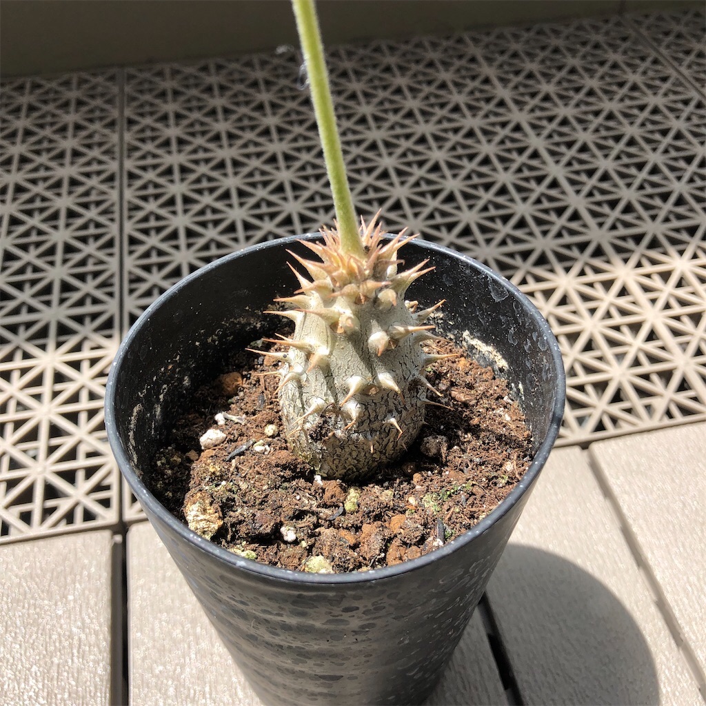 f:id:Bob_PLANTS:20220505211651j:image