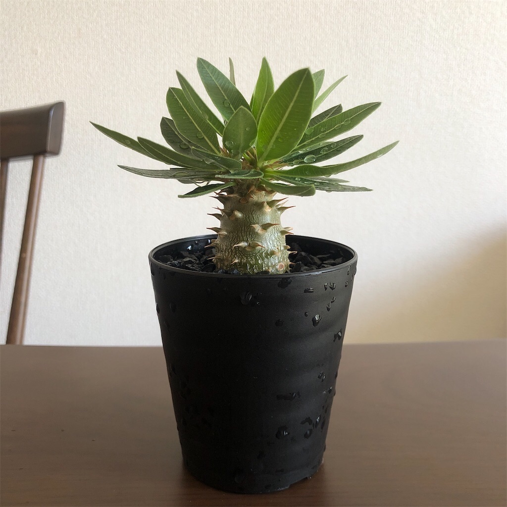 f:id:Bob_PLANTS:20220505211655j:image