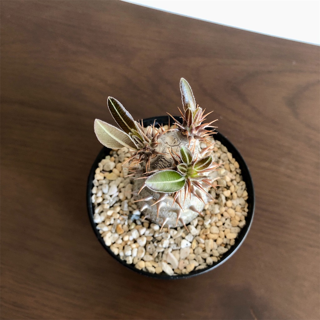 f:id:Bob_PLANTS:20220505212521j:image