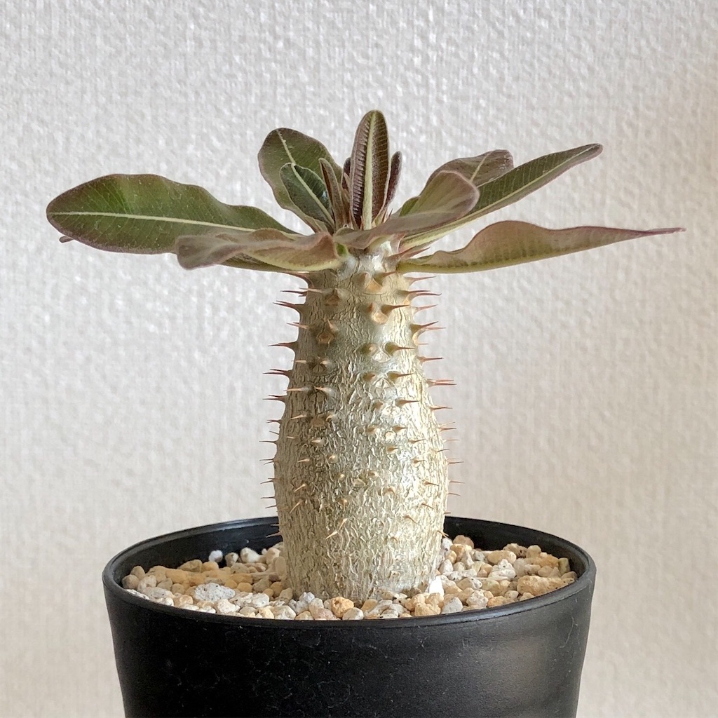 f:id:Bob_PLANTS:20220506202526j:image