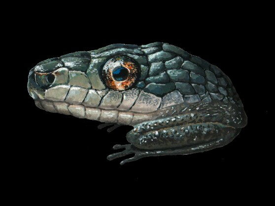 f:id:Bobin:20180506173454j:plain:w300