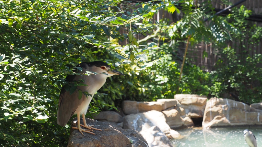 f:id:BobosuBlog:20160807105055j:plain