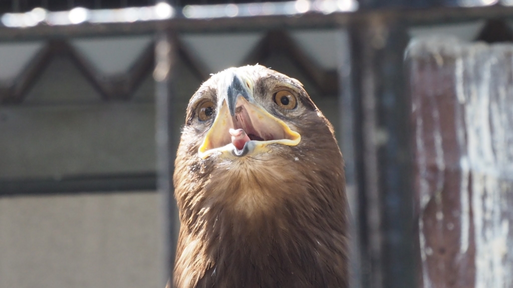 f:id:BobosuBlog:20160807110847j:plain