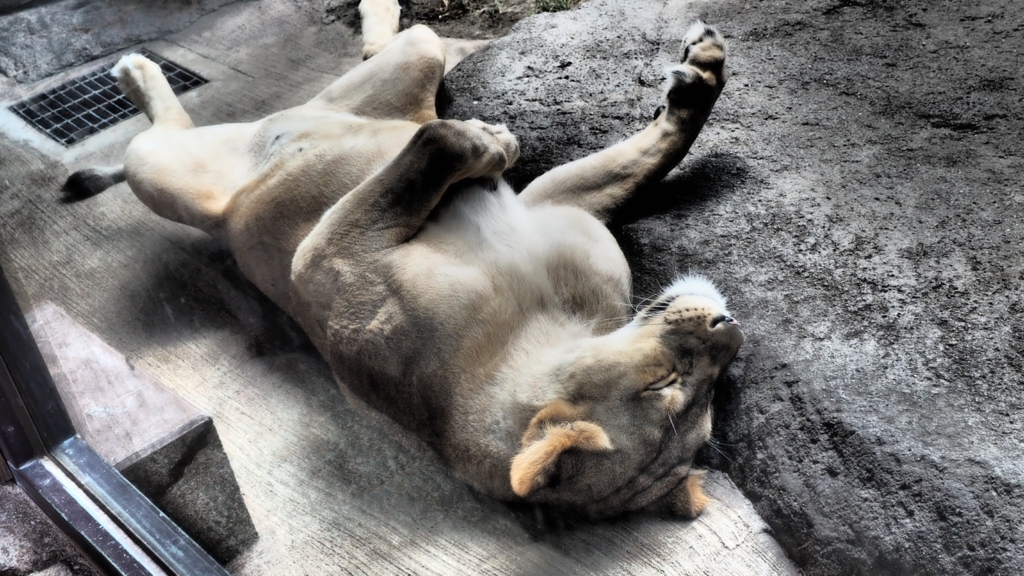 f:id:BobosuBlog:20160807111610j:plain