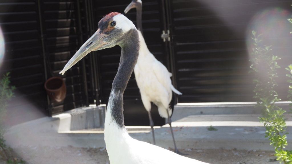 f:id:BobosuBlog:20160807113352j:plain