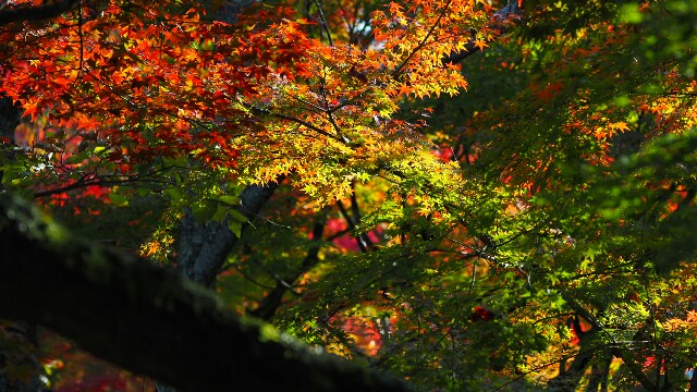 f:id:BobosuBlog:20161112193538j:image