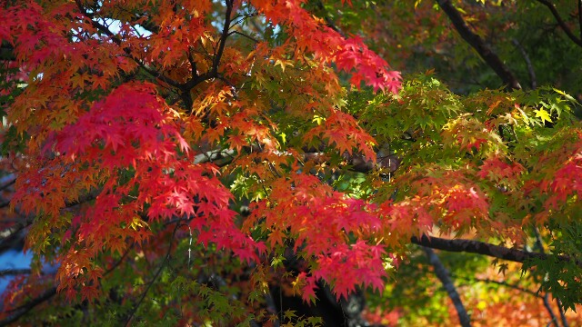 f:id:BobosuBlog:20161112194118j:image