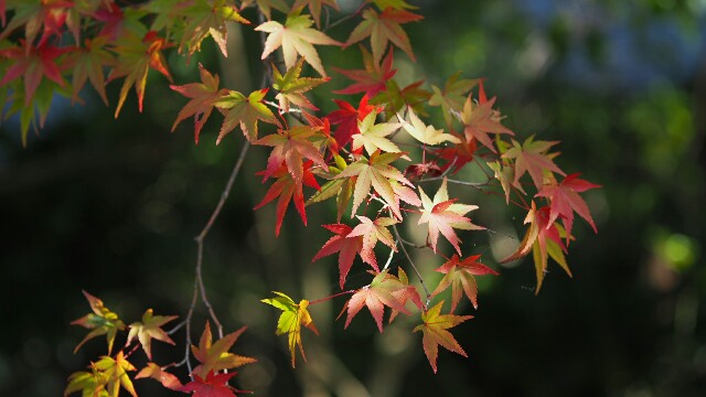 f:id:BobosuBlog:20161112194539j:image