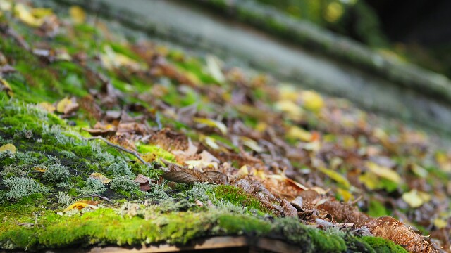 f:id:BobosuBlog:20161112195529j:image