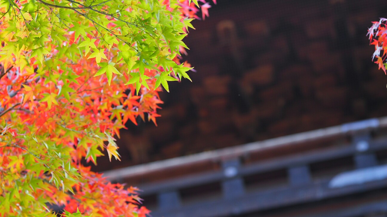 f:id:BobosuBlog:20161112221452j:image