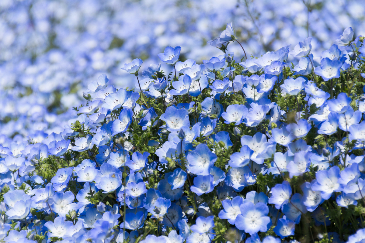f:id:Boke-Boke:20190408235636j:plain f:id:Boke-Boke:20190408235636j:plain