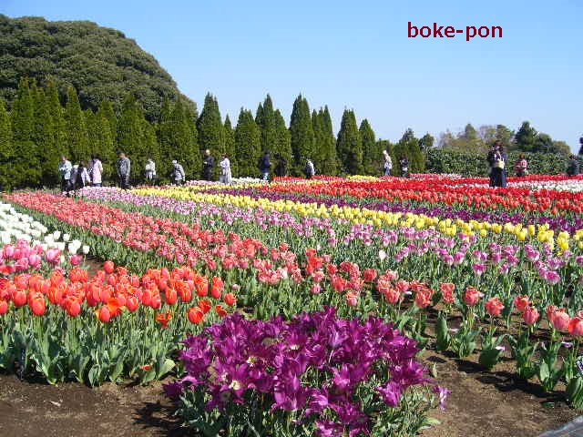 f:id:Boke-Boke:20190413191452p:plain