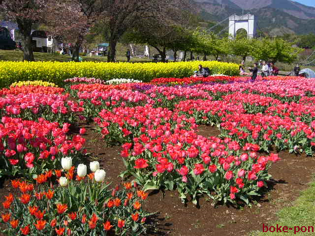 f:id:Boke-Boke:20190413191909p:plain