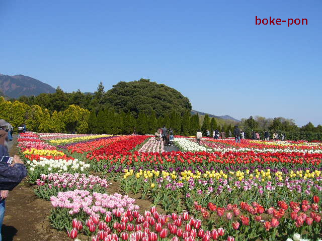 f:id:Boke-Boke:20190413192112p:plain