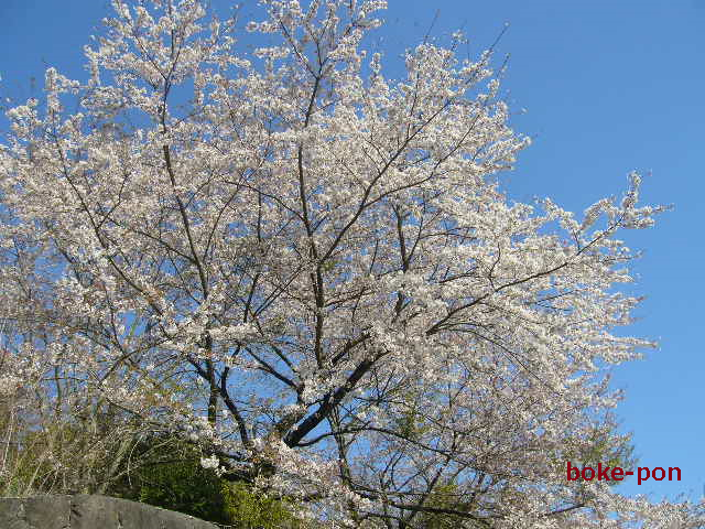 f:id:Boke-Boke:20190413194906p:plain
