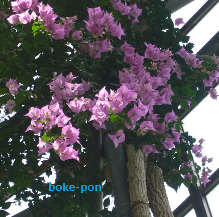 f:id:Boke-Boke:20190429010830p:plain