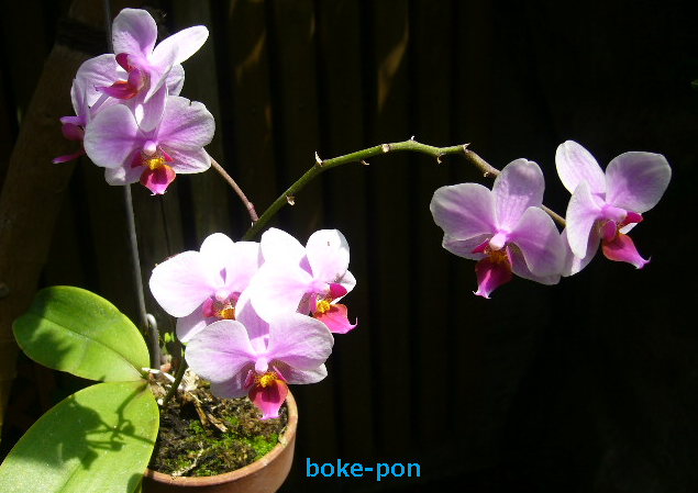 f:id:Boke-Boke:20190429010945p:plain